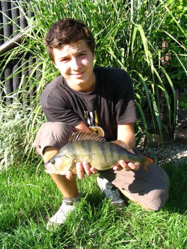 Okoun ���n� (38 cm) 