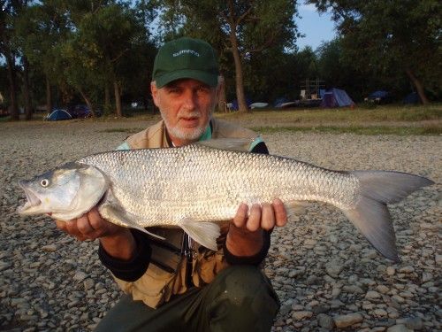 bolen