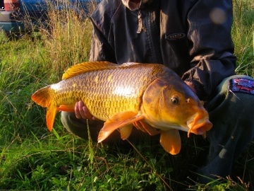 goldfish00