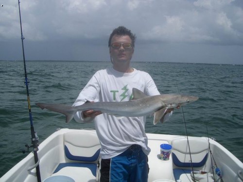 shark