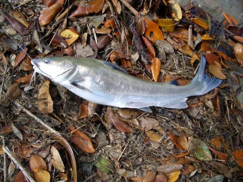 catfish