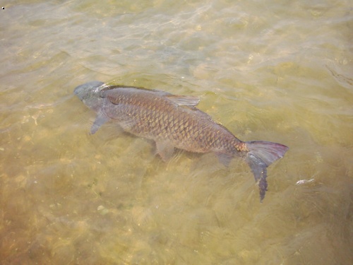 Spokojen� ryba