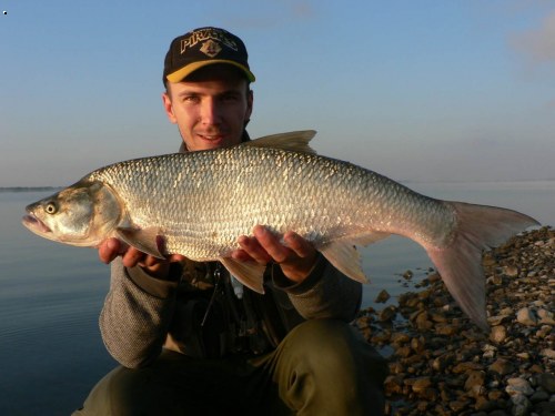 bolen 75cm