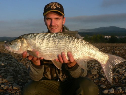 bolen 75cm
