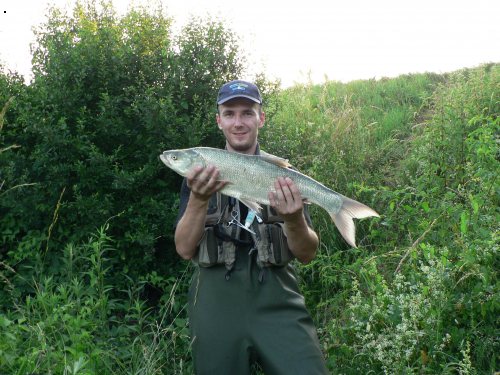 bolen 71cm