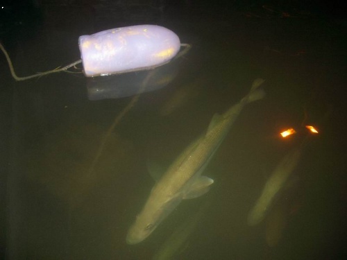 spawning snooks