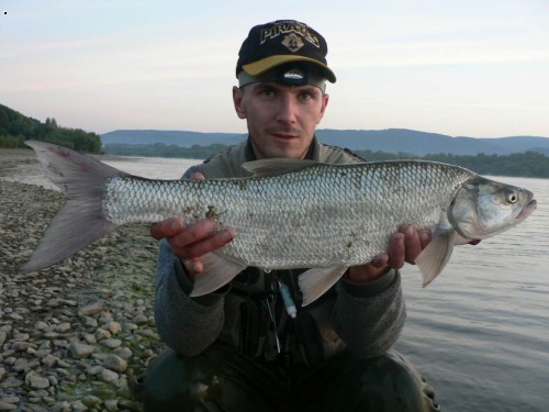 bolen 71cm