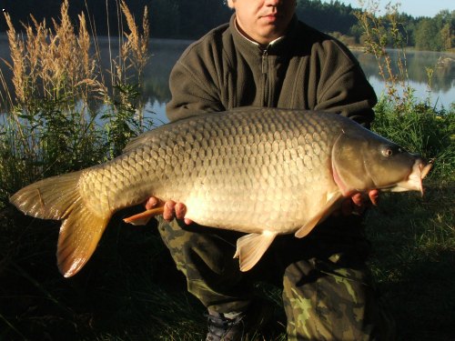 Kapr 86cm