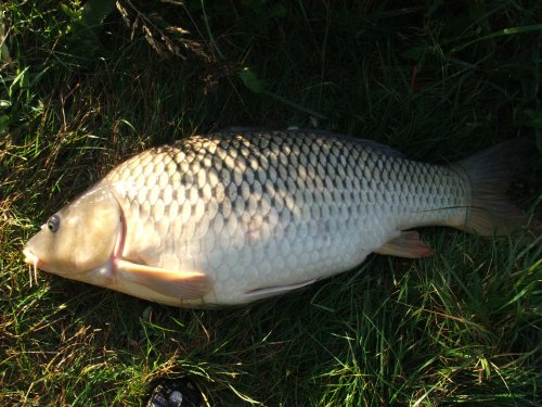 J.�echy 20.9.06