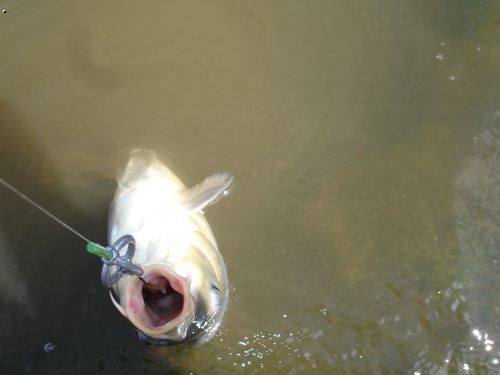 Vytahov�n� Carpa