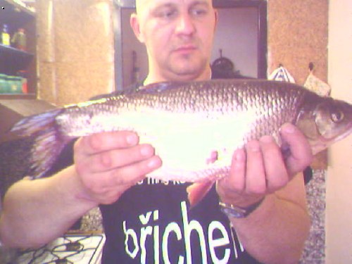 m� plotice 47 cm.