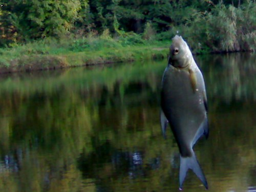 cejnek