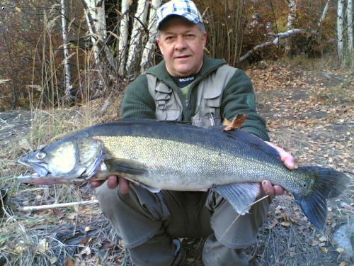 Cand�t Slezsk� Harta ��jen