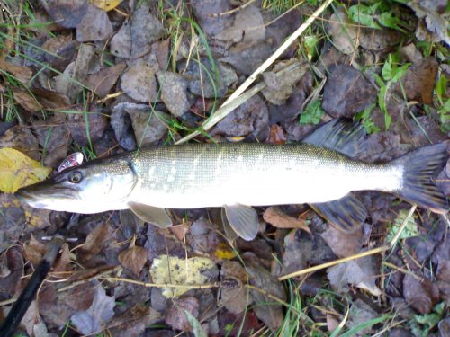 stic 53cm