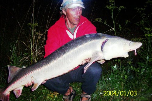 Jeseter 130cm a 16kg