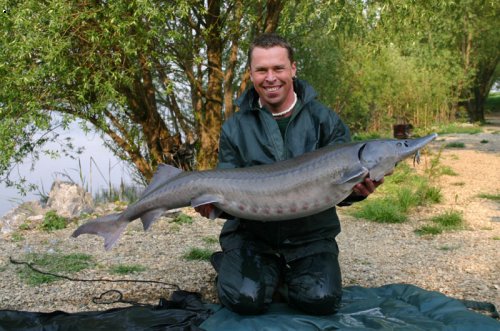 Jeseter 19 kg