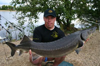 jeseter 12 kg