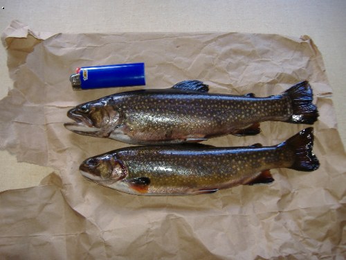 brook trout
