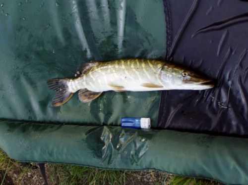 �tika na boilies 