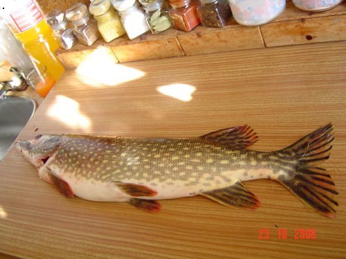 �tika 74cm