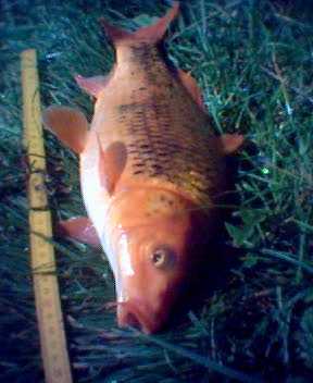 koi kapr