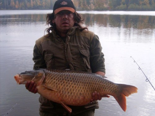 Kapr 85cm 13,5kq