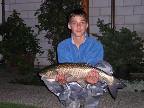 Amur 72cm