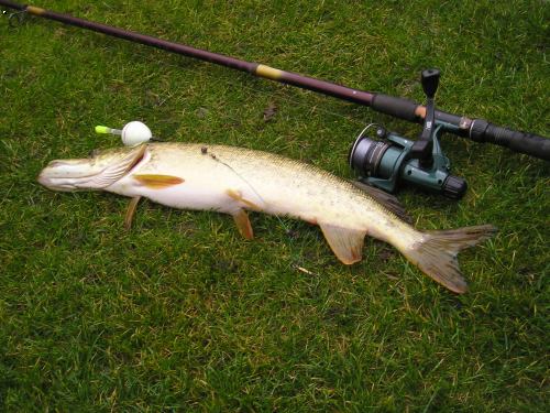�tika 60cm 