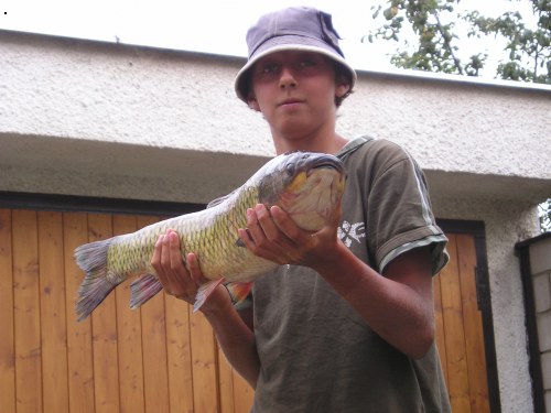Amur 72cm 