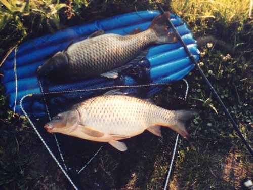 DABL   jeden m�  68cm a druh� 70cm 