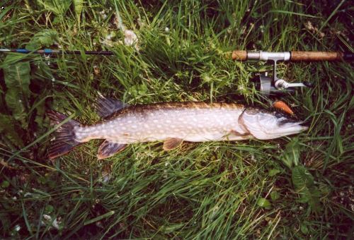 �tika 72cm - wobler