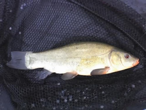 l�n 35cm