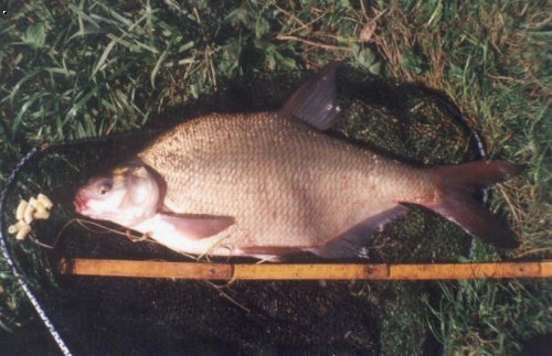 cejn 50 cm