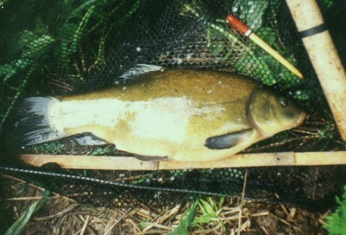 l�n 38 cm