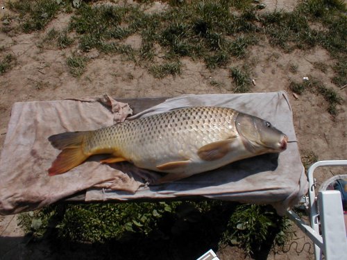 Bacul�� 79 cm
