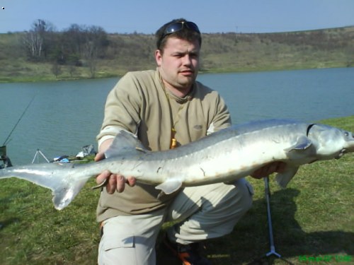 Jeseter 9.5 kg 125cm