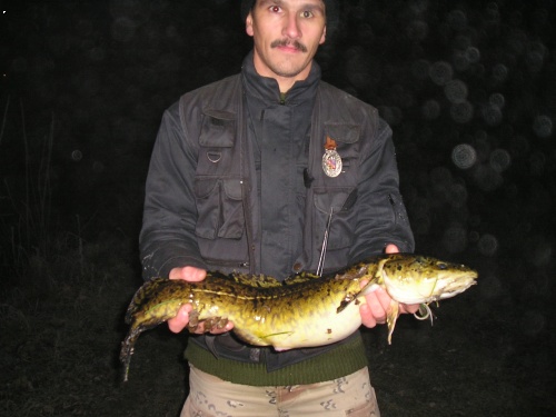 mn�k jednovius� 70 cm