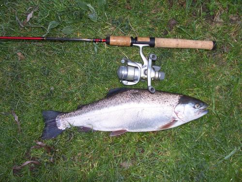duh�k 50 cm...