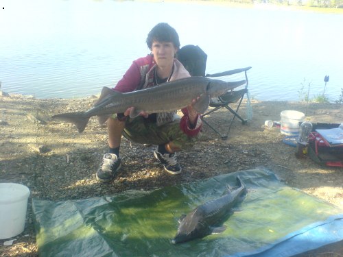 dabl jeseteri  105 a 97 cm grunty