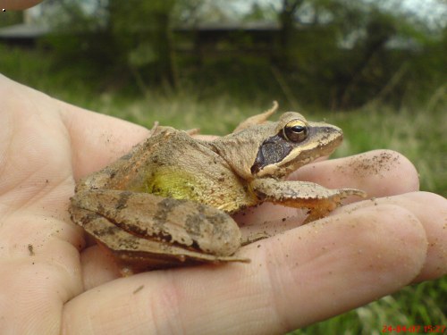 pan skokan