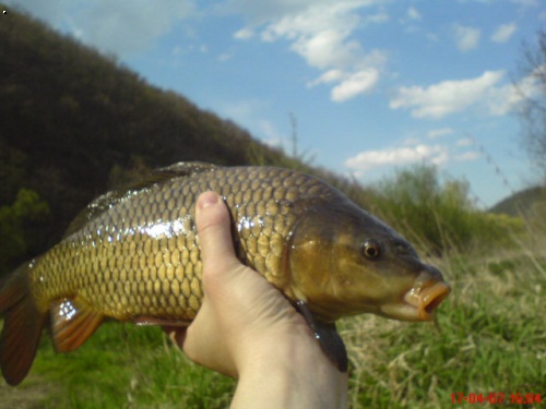 krasavec