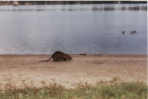 Nutrie z p�skovny