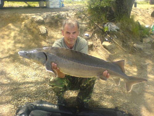Jeseter rusk� 127cm 15kg