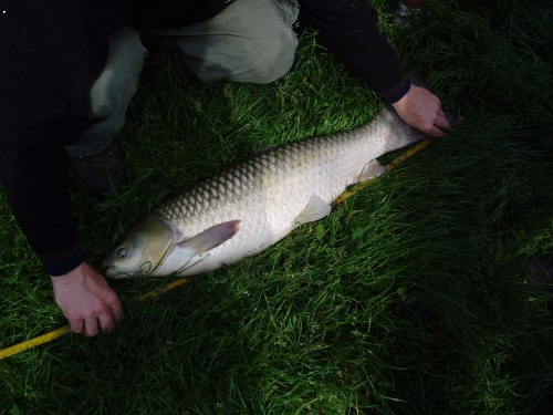 Kryst�nin-amur 90cm=rekord 2007