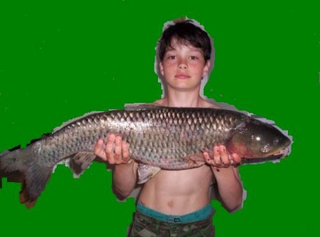 amur 80cm z jara
