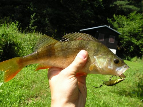 Okoun 28 cm