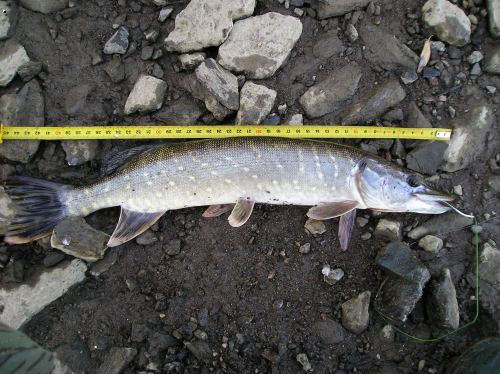 �tika 46 cm