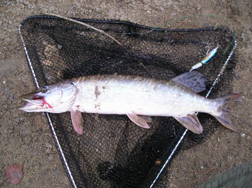 �tika 45 cm