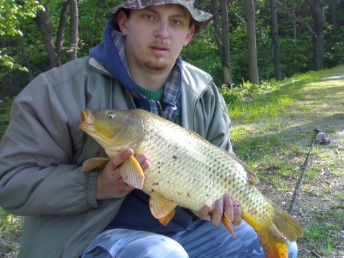 Carp 64cm