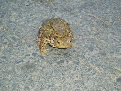 Ropucha obecn� ( bufo bufo ) 